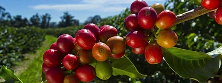 Speciality Coffee Cherries