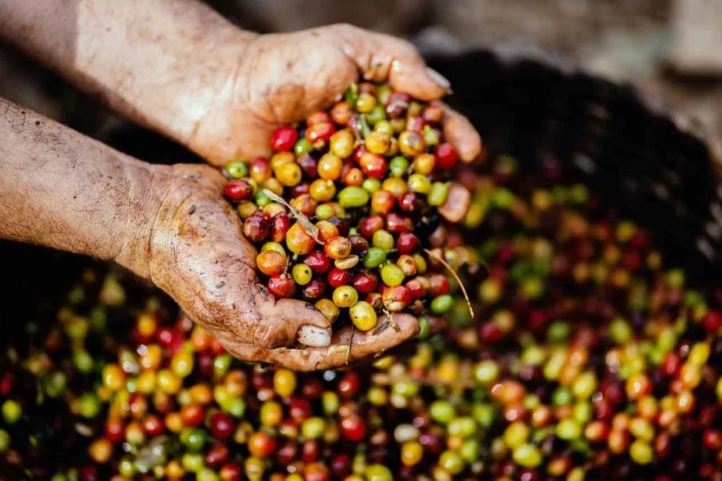 3 Reasons why Colombian Coffee is so Special