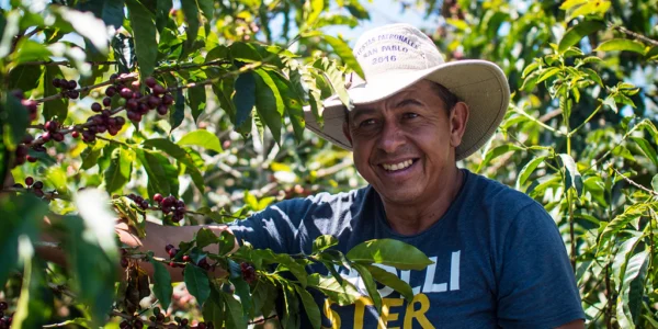 Costa Rican Coffee Tarazzu Las Isabellas San Rafael