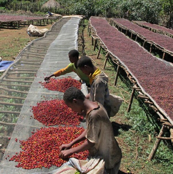 Ethiopia Limu coffee from Oromia