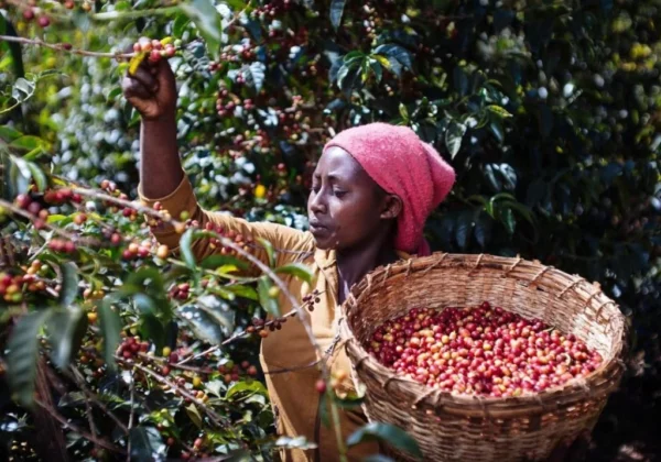 Ethiopian Limu Coffee Farm