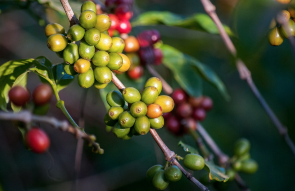 Ethiopian Limu Coffee Farm