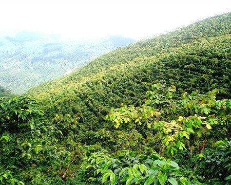 Guatemala Huehuetenango Coffee Farm