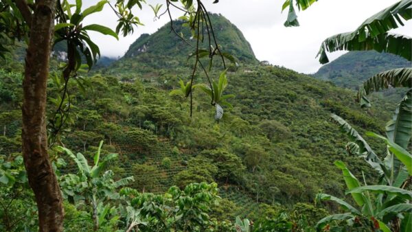 Guatemala Huehuetenango Coffee Plantation