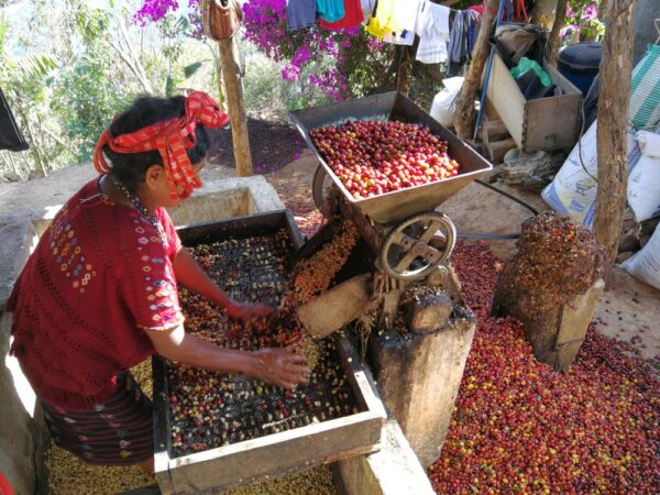 Guatemala Huehuetenango Single Origin Speciality Coffee