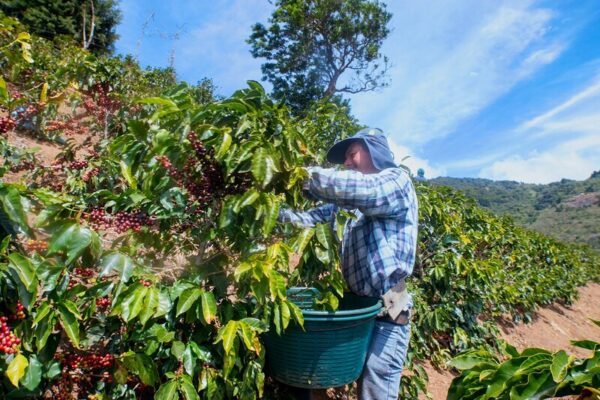 Finca Las Isabellas Costa Rica Coffee