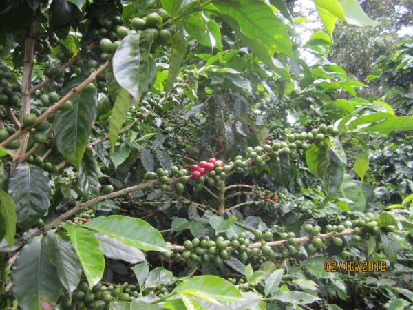 Nicaragua, Las Naranjas, Limited Edition Speciality Coffee - Image 2