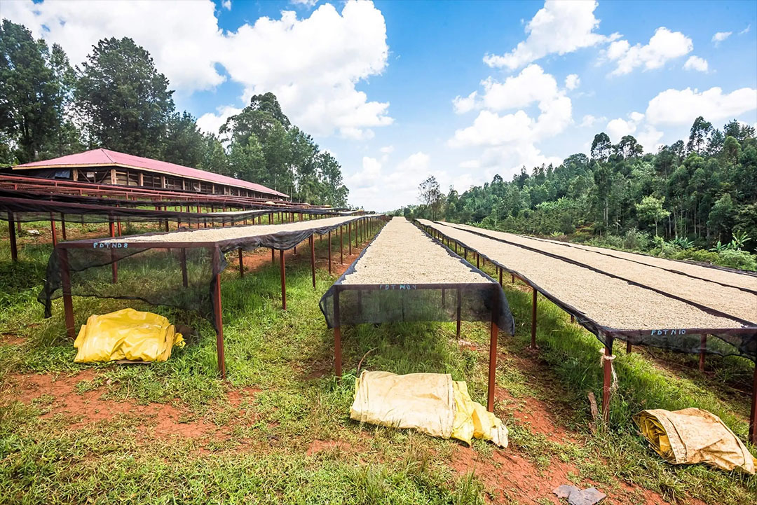 Kenya, Aberdare Peak AA Speciality Coffee - Image 4