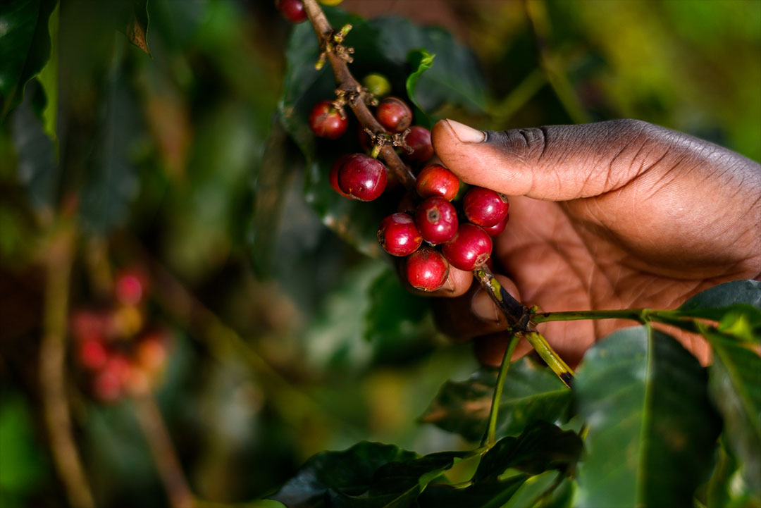 Kenya, Aberdare Peak AA Speciality Coffee - Image 3